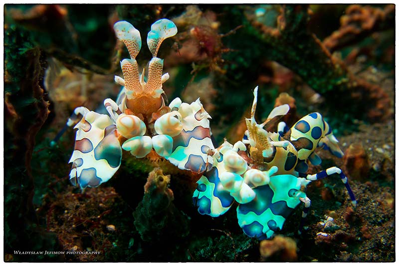 Makro fotografia na Bali