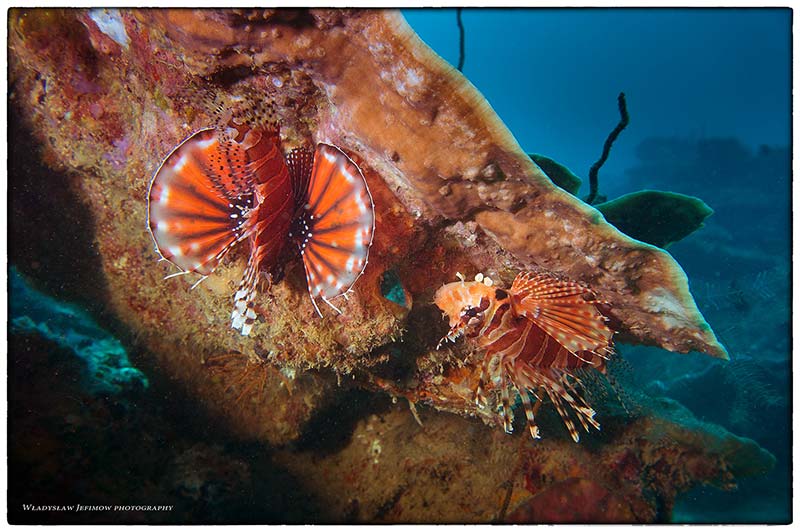 Nurkowanie na Borneo