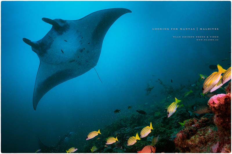 Safari na Malediwach