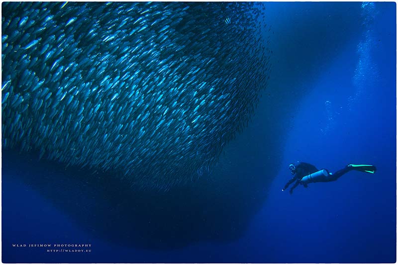 Nurkowanie na Cebu - Malapascua & Moalboal