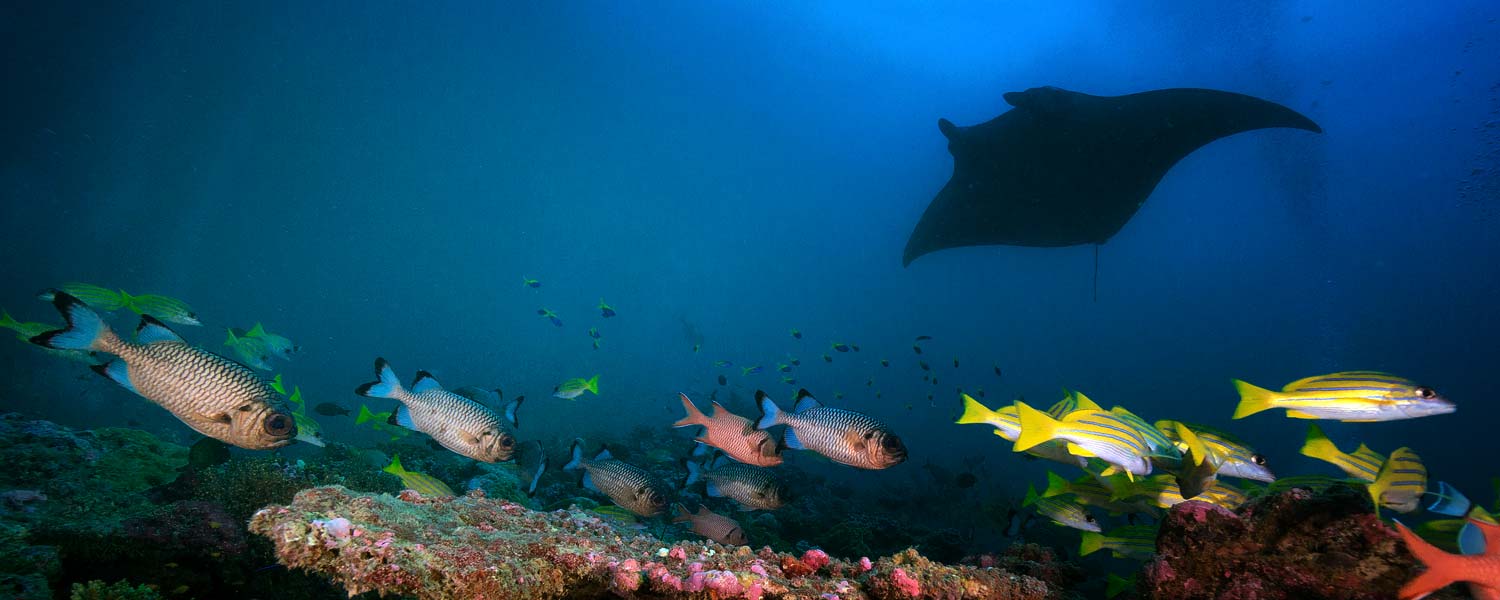 Safari na Malediwach