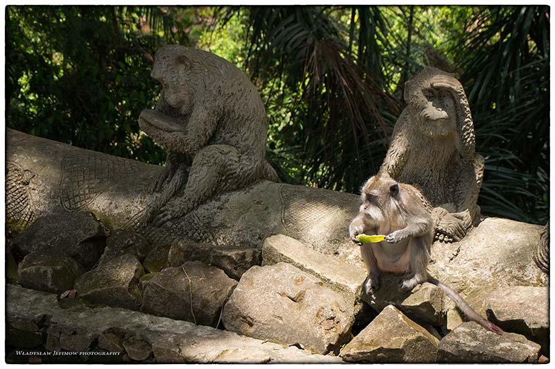 Ubud - Monkey Forrest