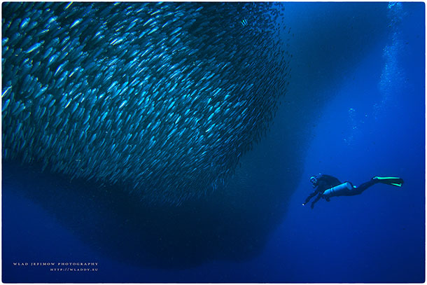 Warsztaty fotografii podwodnej