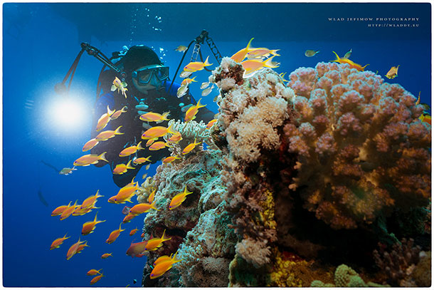 Warsztaty fotografii podwodnej